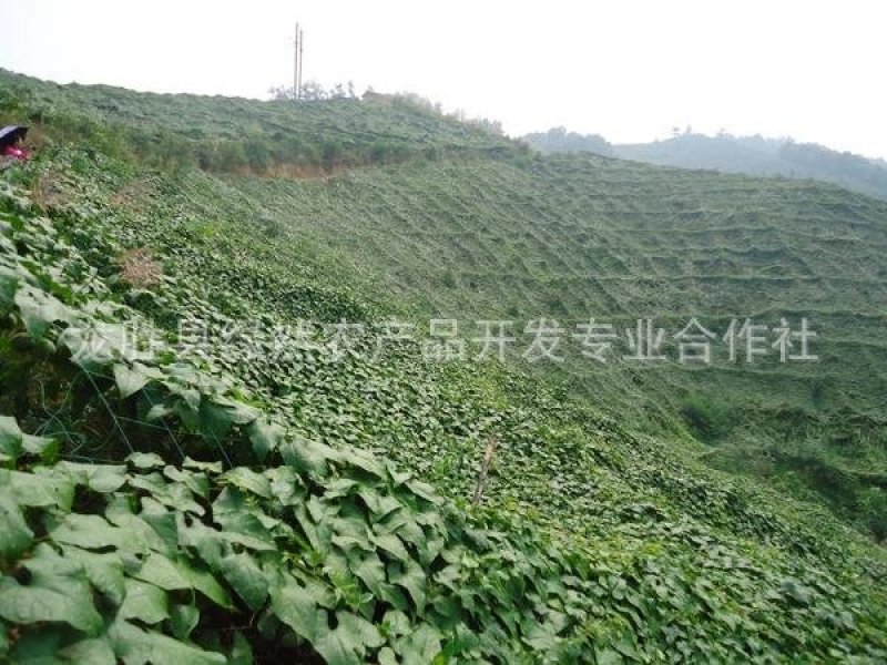 广西罗汉果真空脱水果芯茶果仁果肉茶招商批发均可