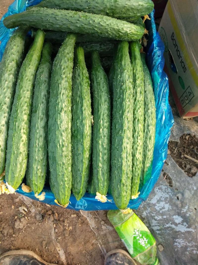 夏邑黑油亮型黄瓜大量上市，中农106产地一手货源量大质优