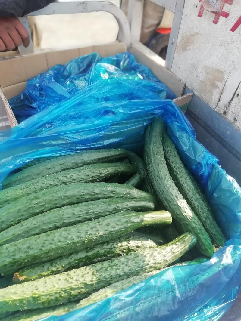 夏邑黑油亮型黄瓜大量上市，中农106产地一手货源量大质优