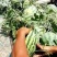 河南夏邑益农合作社基地种植万亩高温棚密刺黄瓜保质保量