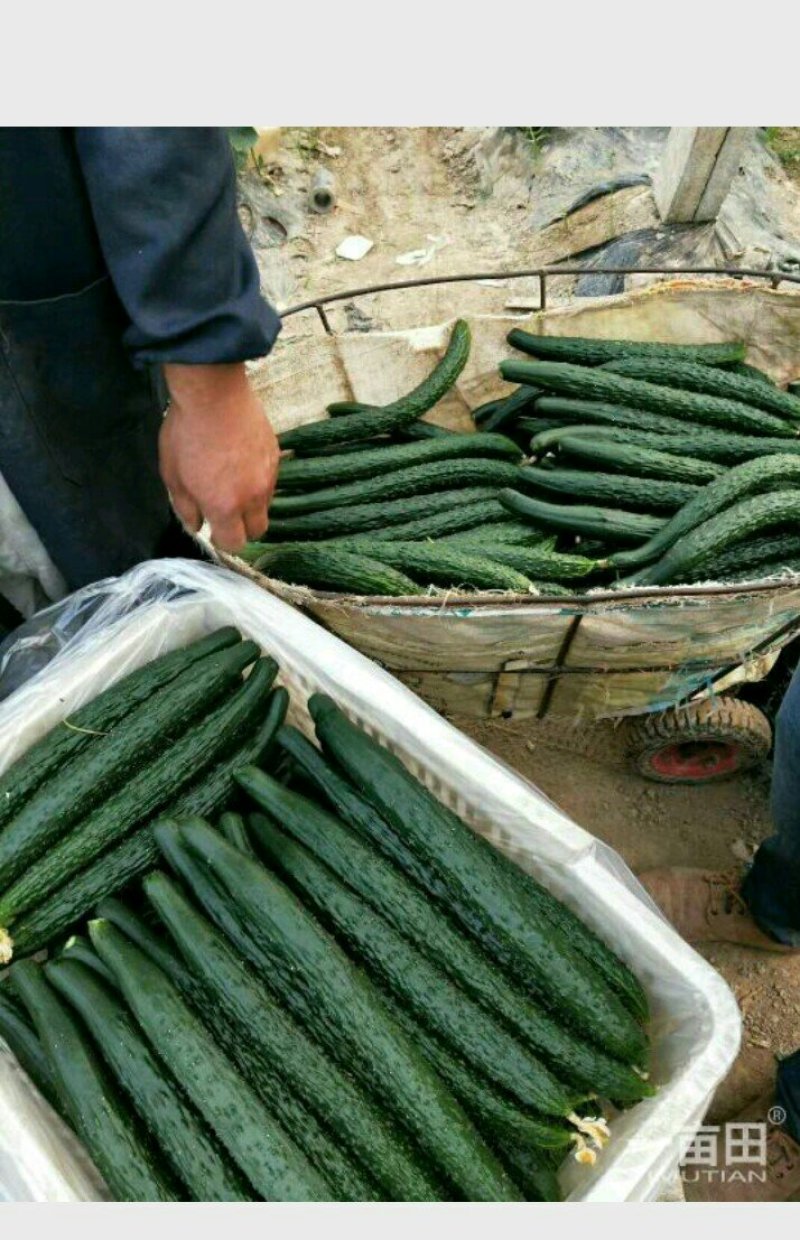 河南夏邑益农合作社基地种植万亩高温棚密刺黄瓜保质保量