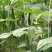 河南夏邑益农合作社基地种植万亩高温棚密刺黄瓜保质保量