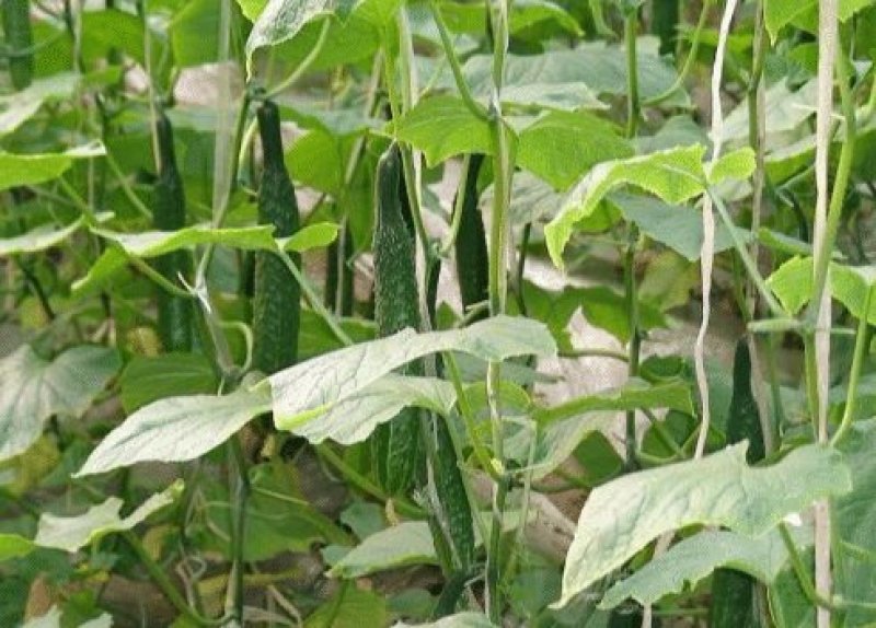 河南夏邑益农合作社基地种植万亩高温棚密刺黄瓜保质保量