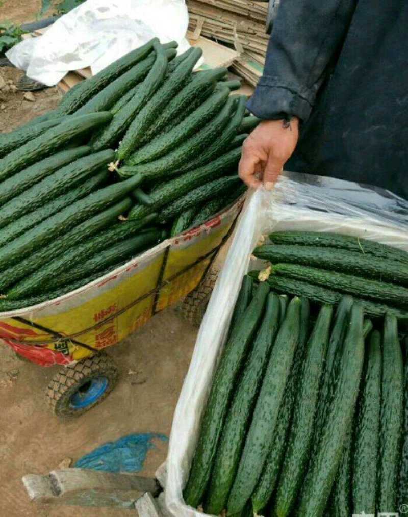 河南夏邑益农合作社基地种植万亩高温棚密刺黄瓜保质保量