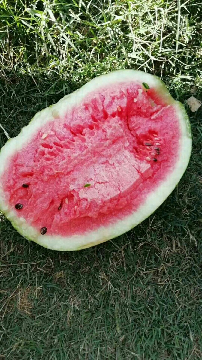 河南夏邑益农合作社基地种植万亩高温棚密刺黄瓜保质保量