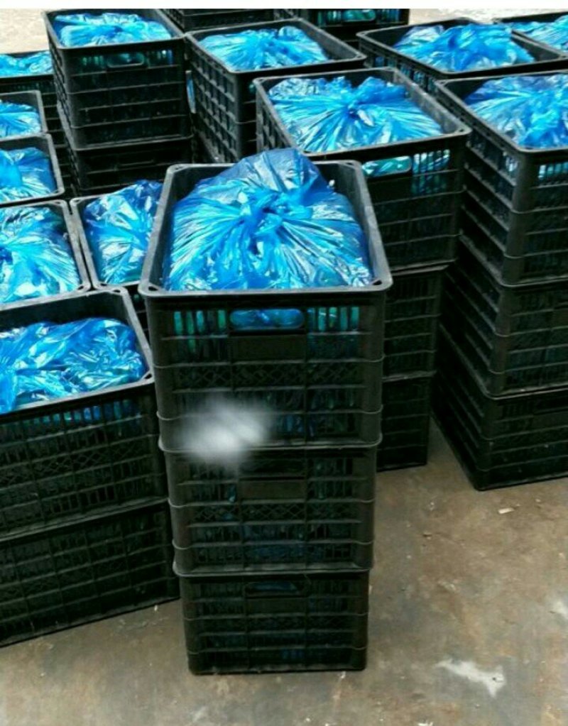 河南夏邑益农合作社基地种植万亩高温棚密刺黄瓜保质保量