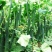 河南夏邑益农合作社基地种植万亩高温棚密刺黄瓜保质保量