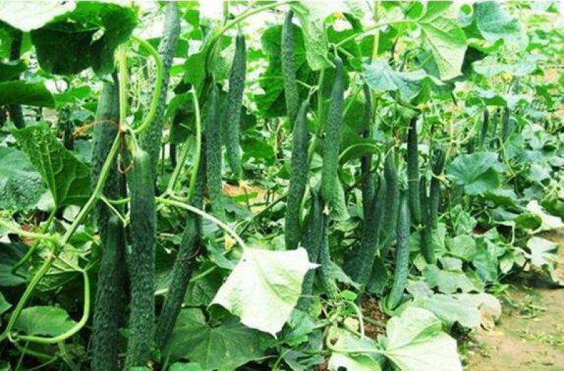 河南夏邑益农合作社基地种植万亩高温棚密刺黄瓜保质保量