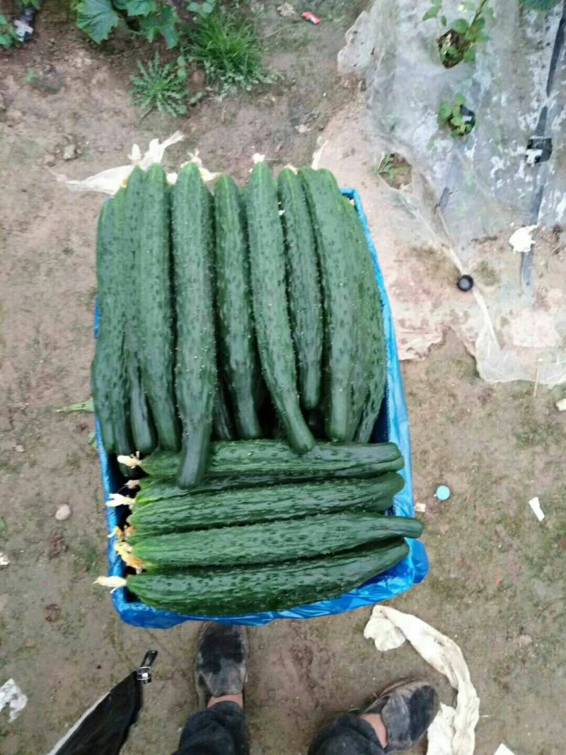 河南夏邑益农合作社基地种植万亩高温棚密刺黄瓜保质保量