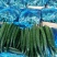 河南夏邑益农合作社基地种植万亩高温棚密刺黄瓜保质保量