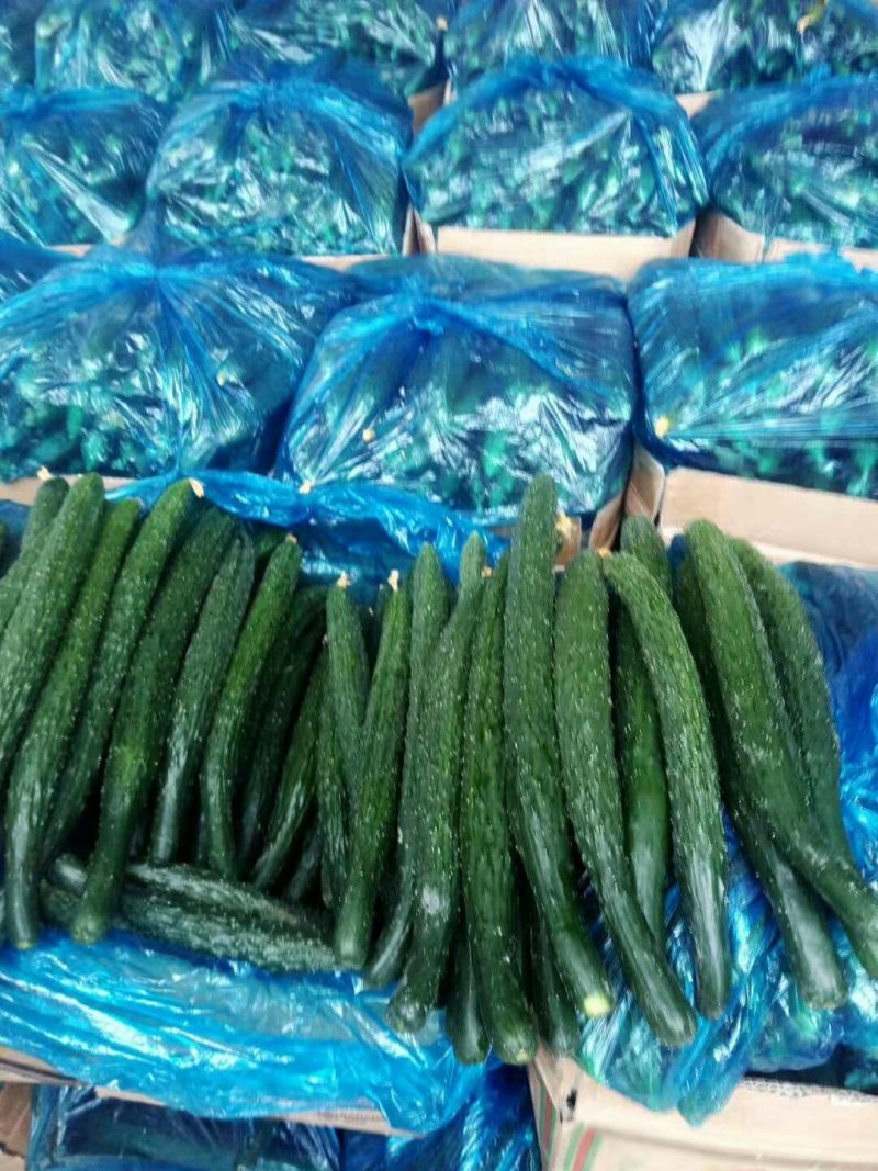 河南夏邑益农合作社基地种植万亩高温棚密刺黄瓜保质保量