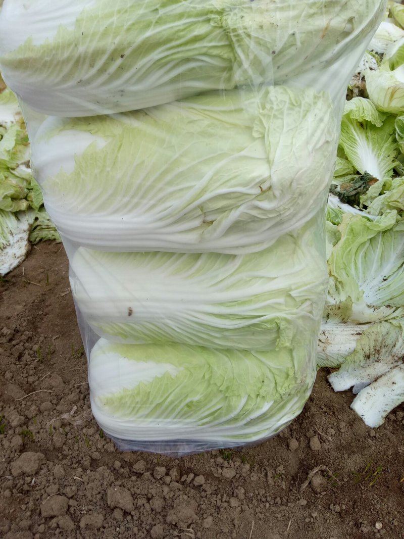 河南夏邑益农合作社基地种植万亩高温棚密刺黄瓜保质保量