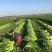 河南夏邑益农合作社基地种植万亩高温棚密刺黄瓜保质保量