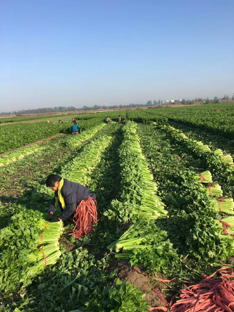 河南夏邑益农合作社基地种植万亩高温棚密刺黄瓜保质保量