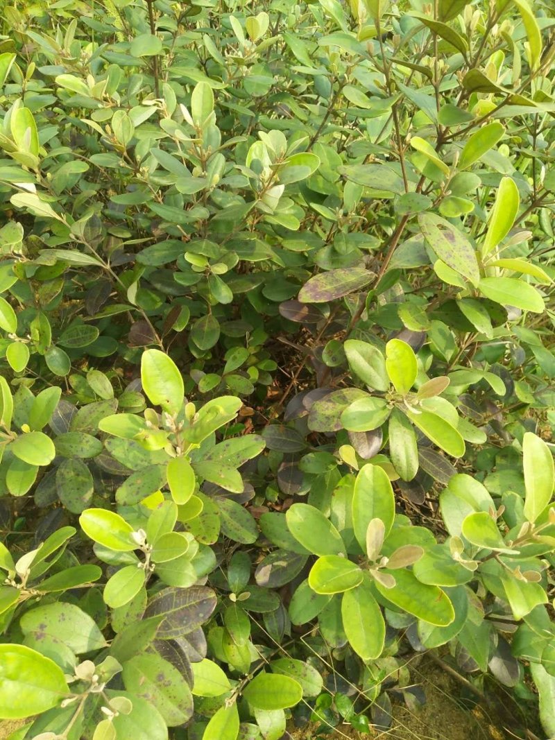 纯野生捻子树苗