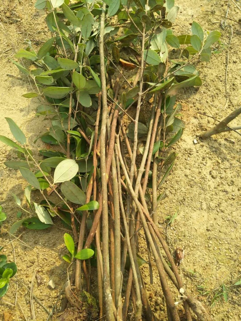 纯野生捻子树苗