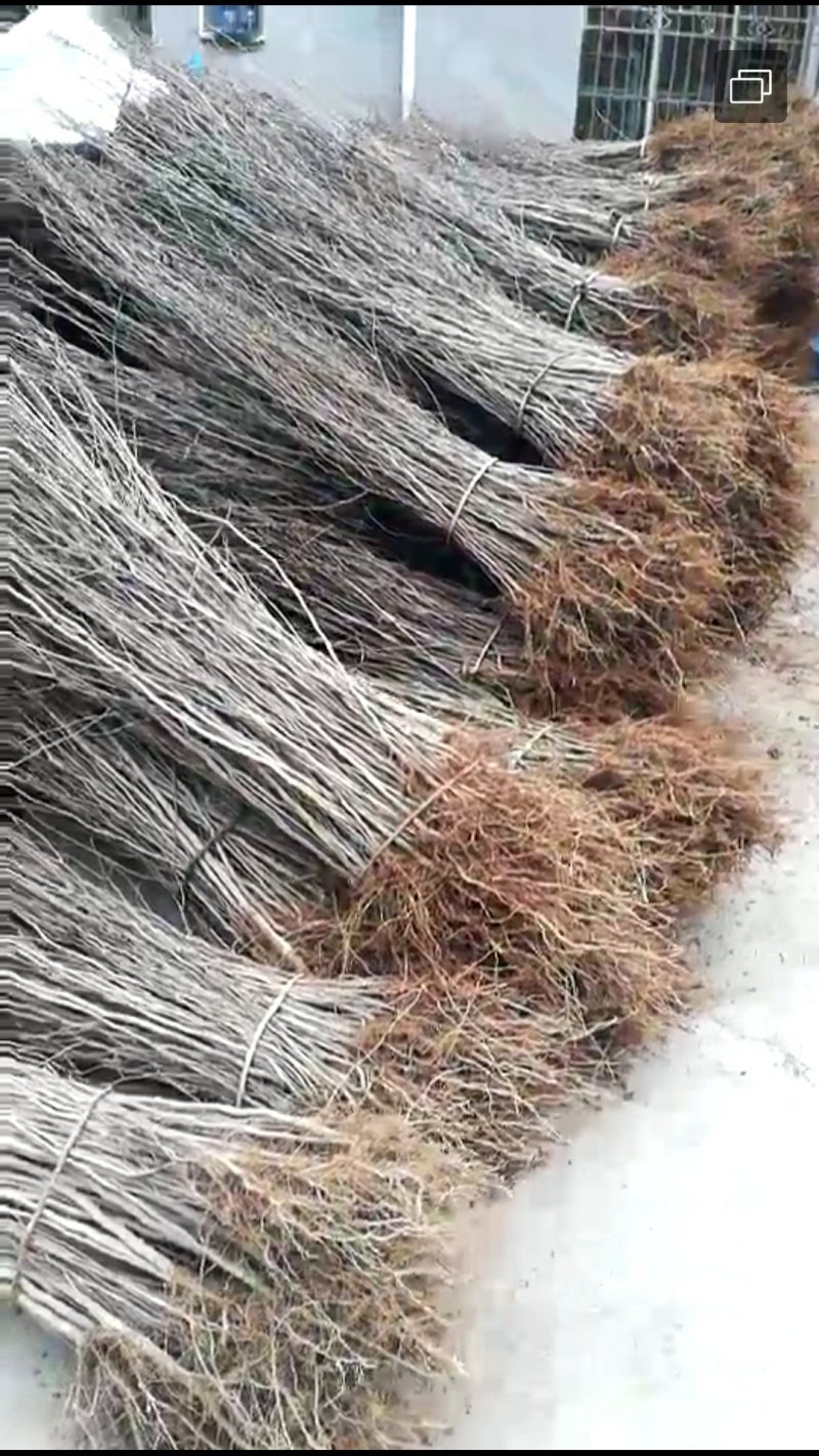 杜仲小苗