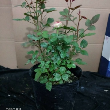 狂欢派对品种欧月大藤本灌木