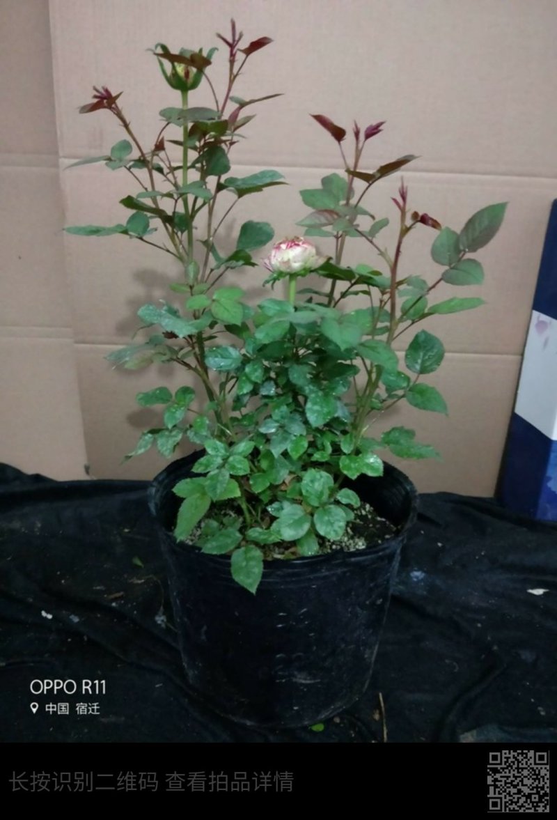 狂欢派对品种欧月大藤本灌木