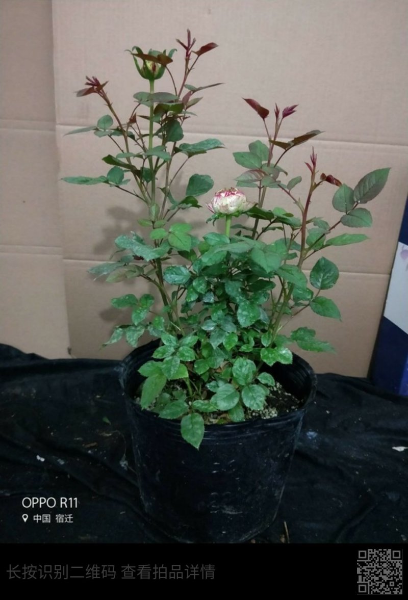 狂欢派对品种欧月大藤本灌木