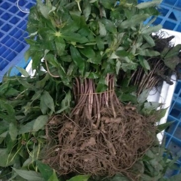 七叶一枝花重楼苗质量好价格优