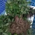七叶一枝花重楼苗质量好价格优