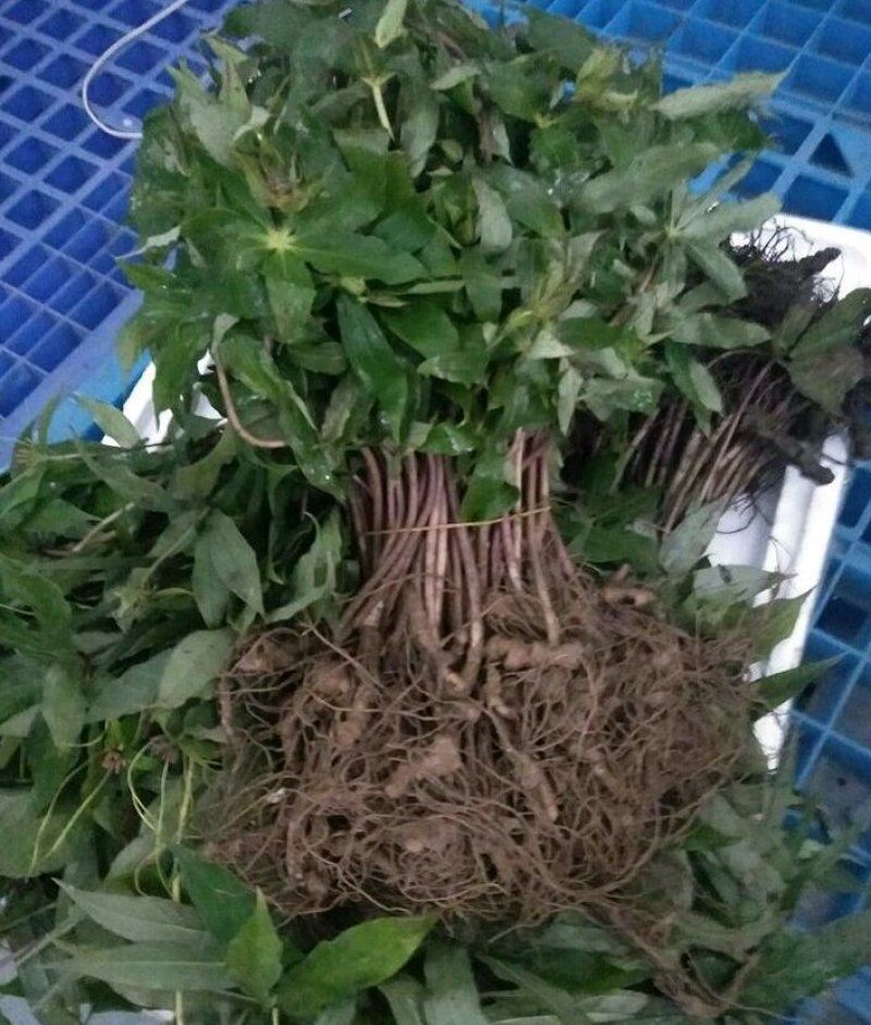 七叶一枝花重楼苗质量好价格优