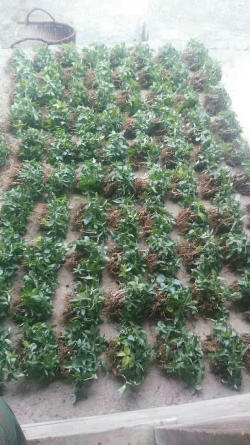 七叶一枝花重楼苗质量好价格优