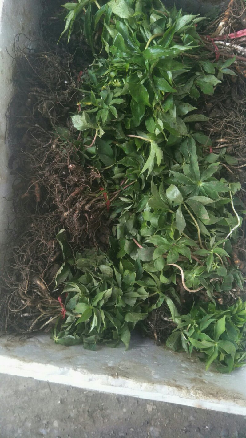 七叶一枝花重楼苗质量好价格优
