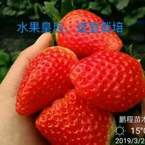 丰香草莓苗，口味纯正，根系验证，百分百成活
