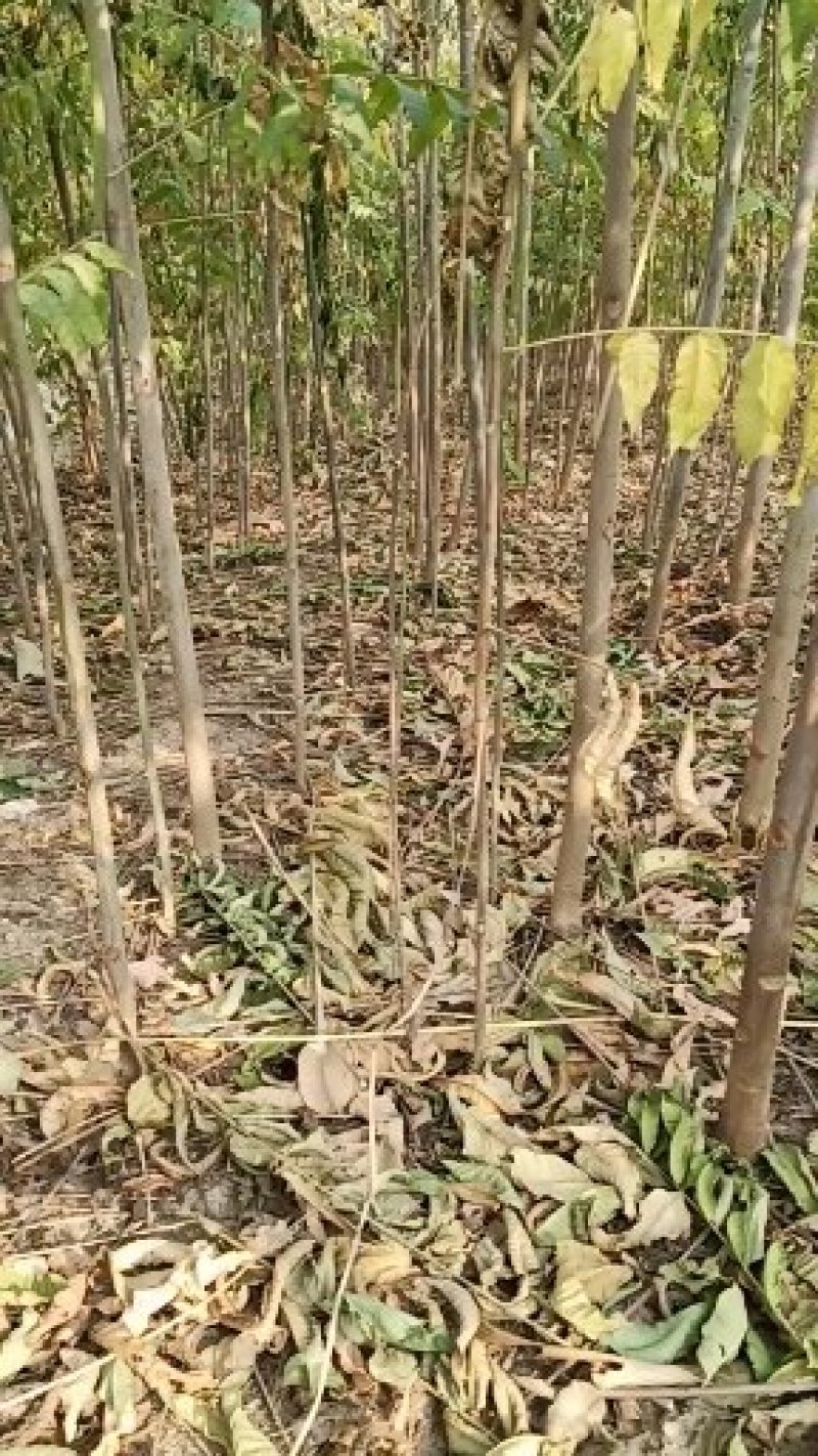 红油香椿苗，产地直发，全部精品，可签合同