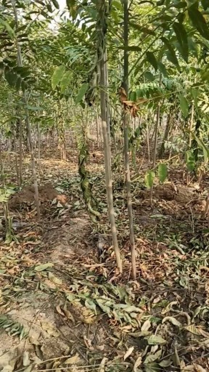 红油香椿苗，产地直发，全部精品，可签合同