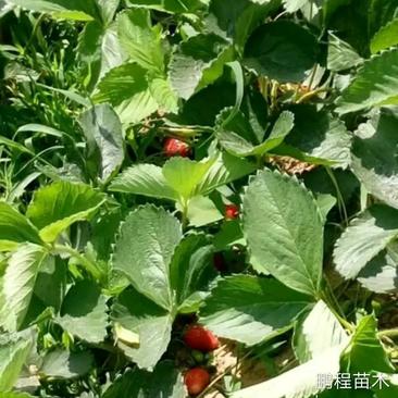 全明星草莓苗，品质保证，保湿发货