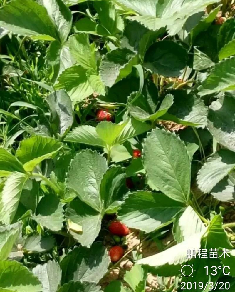 全明星草莓苗，品质保证，保湿发货