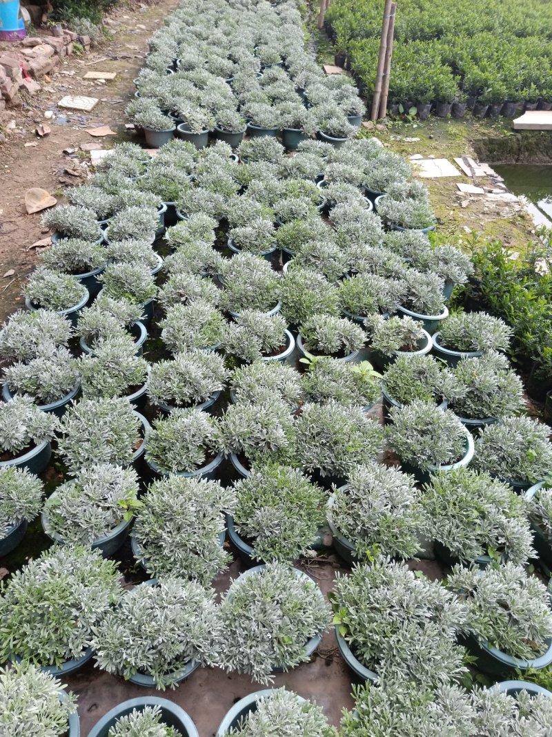 芙蓉菊