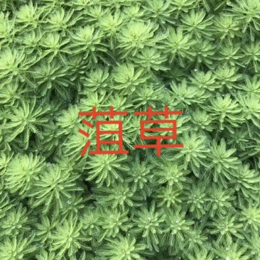 狐尾藻！农户价（数量足，价格优.质量好）欢迎各位老板采购