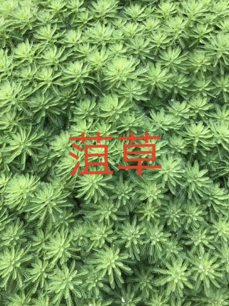 狐尾藻！农户价（数量足，价格优.质量好）欢迎各位老板采购