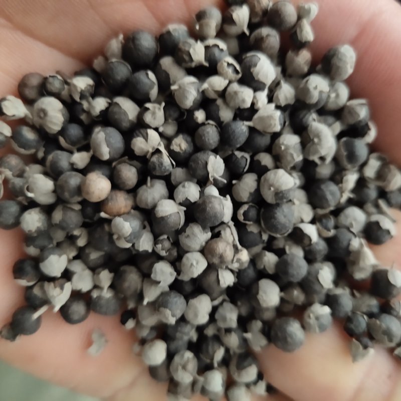 蔓荆子选江西货关书药业批发各种规格中药材