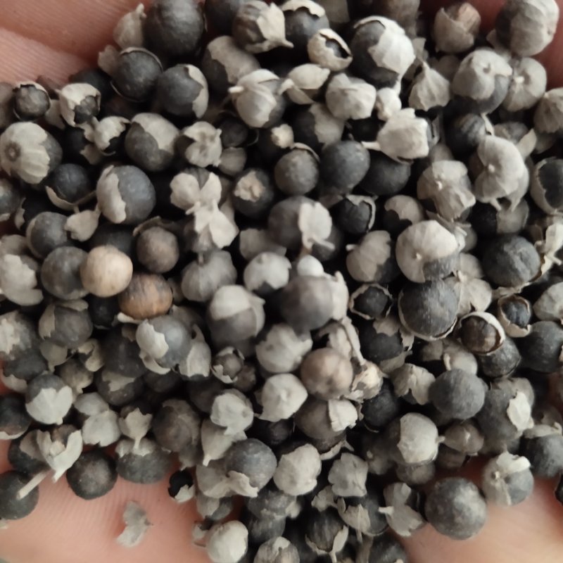 蔓荆子选江西货关书药业批发各种规格中药材