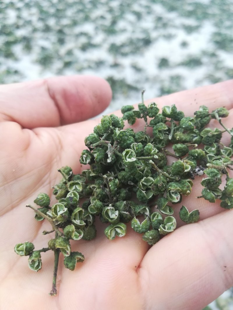 云南昭通彝良原生态青麻椒大量上市品质保证产地直发