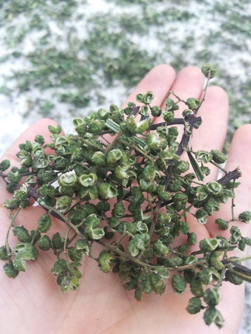 云南昭通彝良原生态青麻椒大量上市品质保证产地直发