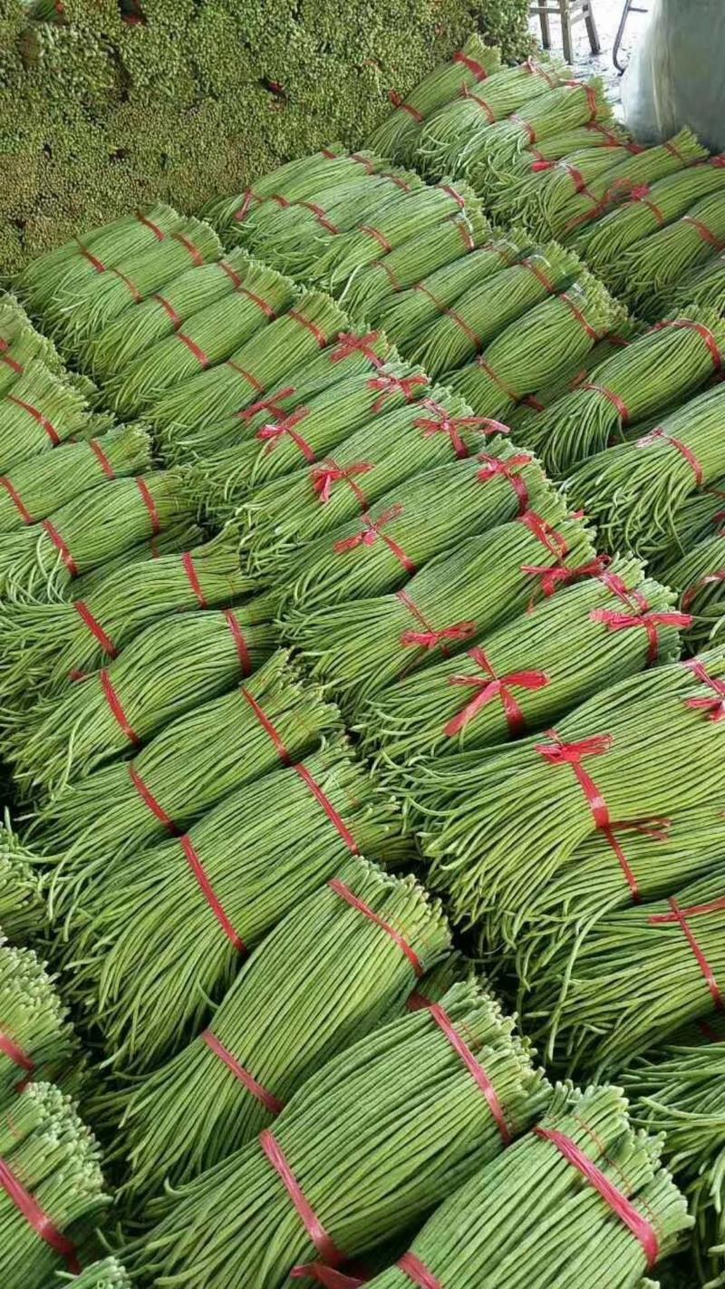 安徽芜湖长豆角，颜色青，条细，大棚种植，供应量大