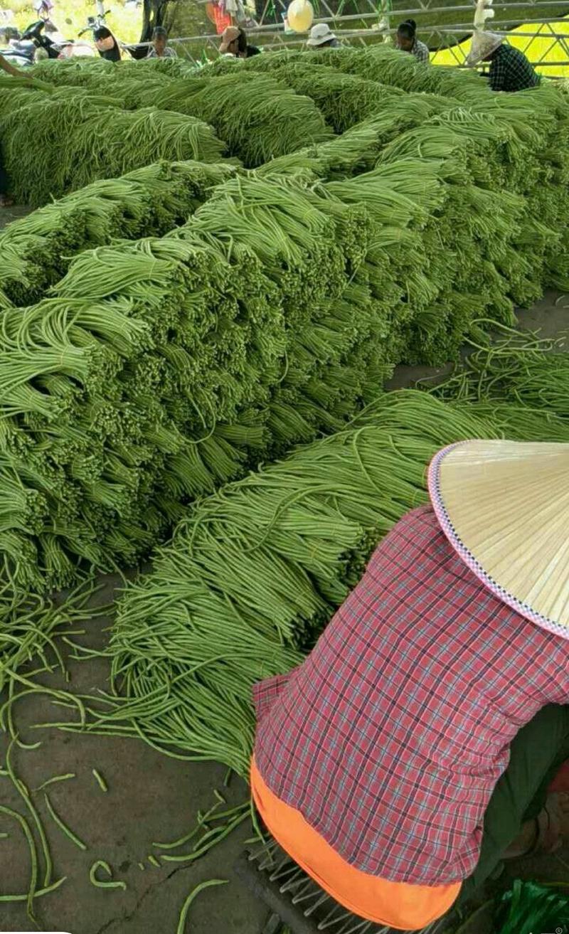 安徽芜湖长豆角，颜色青，条细，大棚种植，供应量大