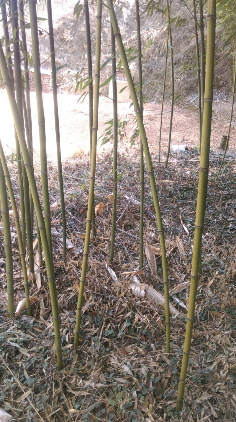 菜架竹子