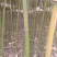 菜架竹子