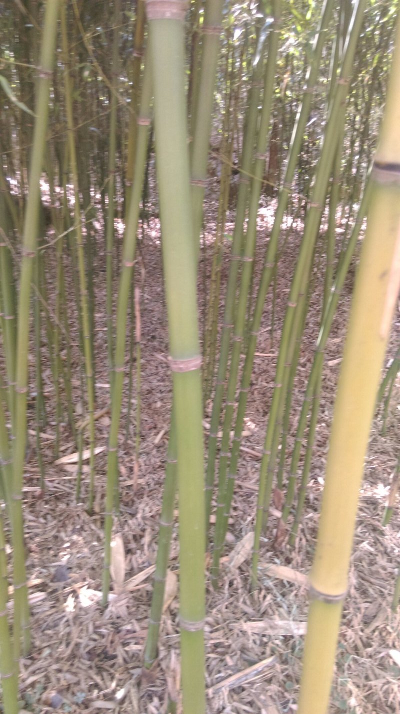 菜架竹子
