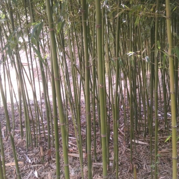 菜架竹子