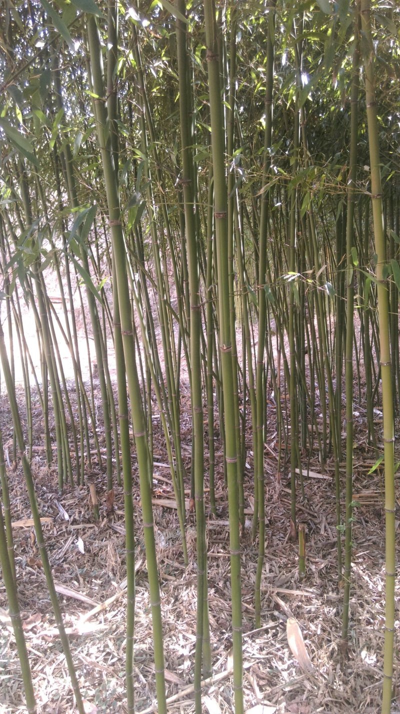 菜架竹子