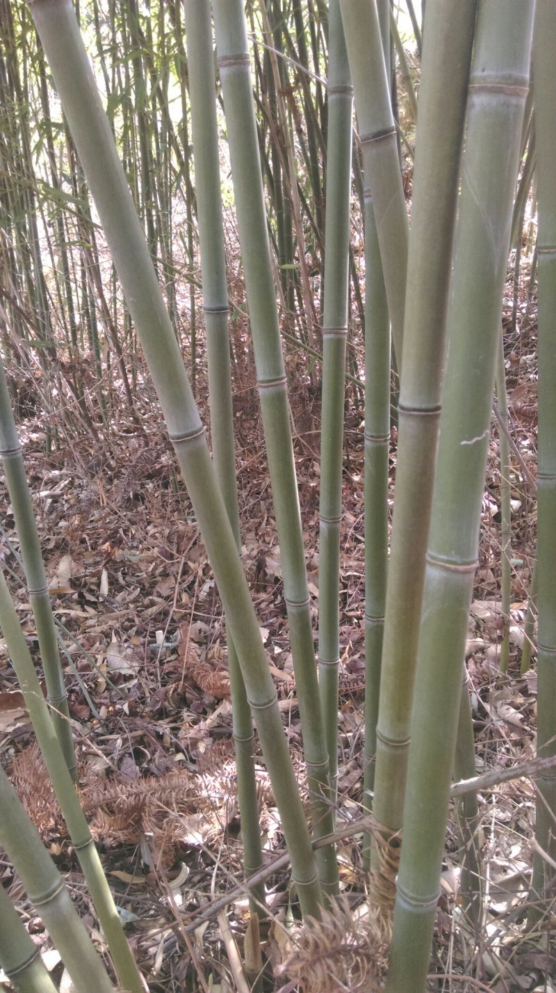 菜架竹子