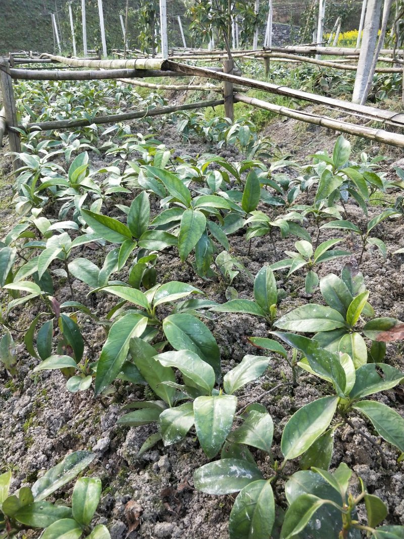 黑老虎两年大苗价格优惠，基地直发